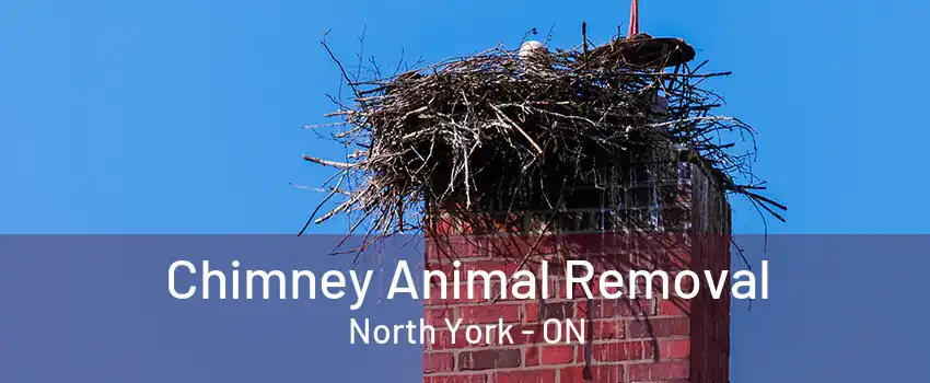 Chimney Animal Removal North York - ON