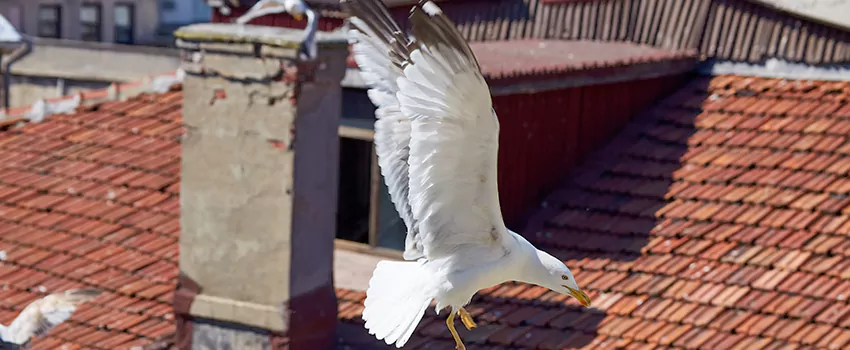 Residential Chimney Animal Removal Solution in North York, ON